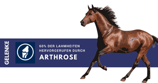 ARTHROSE PFERD I VERANTWORTLICH FÜR 60 % DER LAHMHEITEN BEIM PFERD