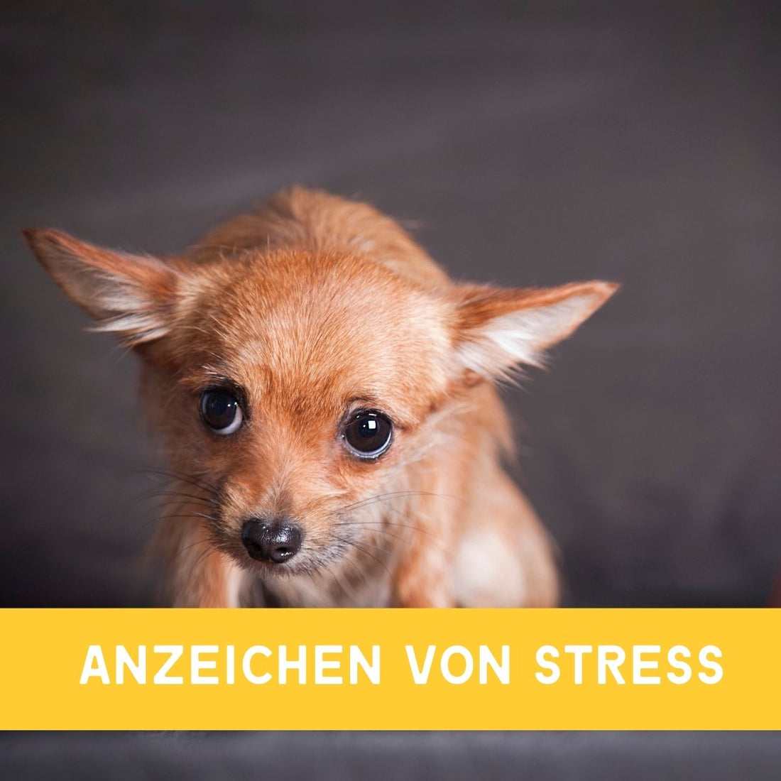 Häufige Anzeichen von Stress bei Hunden und Katzen