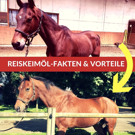 Reiskeimöl für`s Pferd - Fakten und Vorteile von Öl