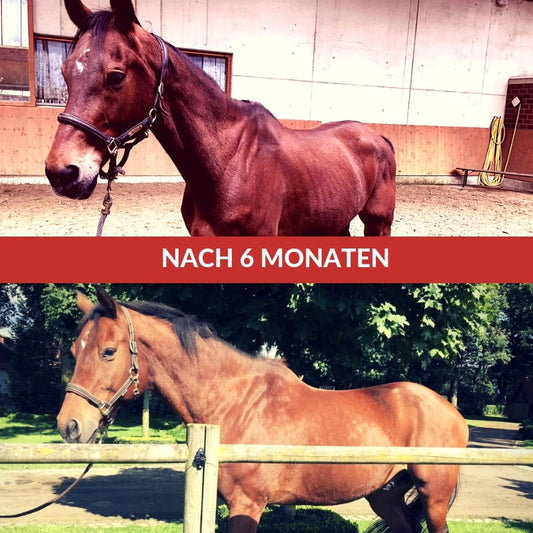 Hilfe das Pferd ist zu dünn- Gründe für den Gewichtsverlust