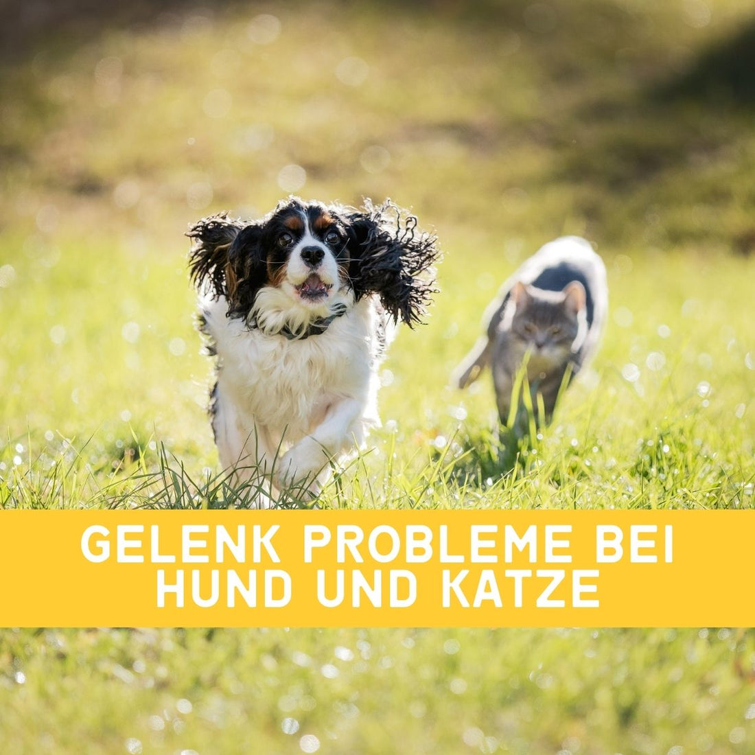 Gelenk Probleme bei Hund und Katze