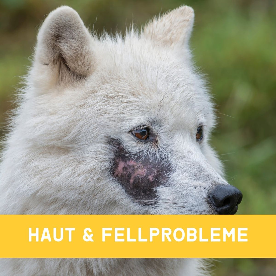 Haut und Fellprobleme bei Hunden & Katzen