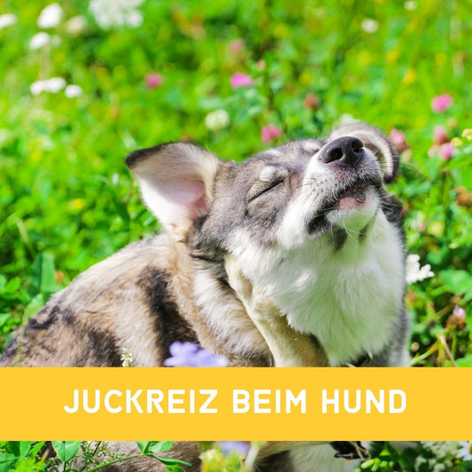 Juckreiz beim Hund