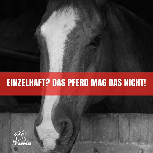 PFERDEHALTUNG I FAKT IST: Pferde sind glücklicher und gesünder, wenn sie in Gruppen leben.