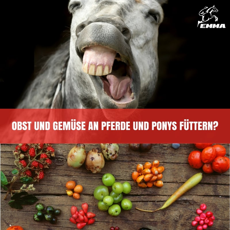 Obst und Gemüse an Pferde und Ponys füttern? I EMMA BLOG