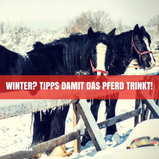 ELEKTROLYT für PFERDE-3 einfache Tipps, um sicherzustellen, dass Ihr Pferd in diesem Winter genügend Wasser bekommt.