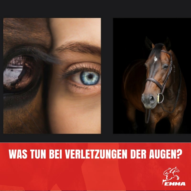 ERSTE HILFE beim Pferd I Augeninfektionen und Verletzungen bei Pferden