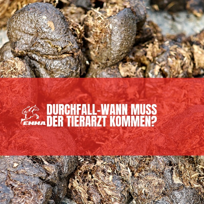 DURCHFALL BEIM PFERD - WANN MUSS DER TIERARZT KOMMEN?