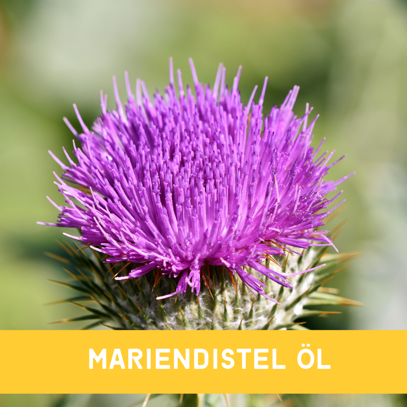 Mariendistel für Hunde, Katzen und Pferde