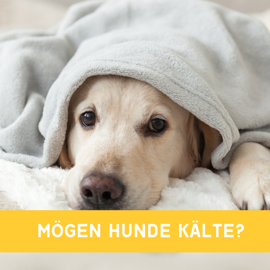 Mögen Hunde Kälte? - was bedeutet das für die Gelenke vom Hund