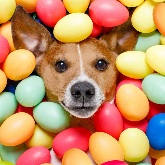 Top-Tipps für Haustierbesitzer zu Ostern - was der Hund nicht fressen sollte