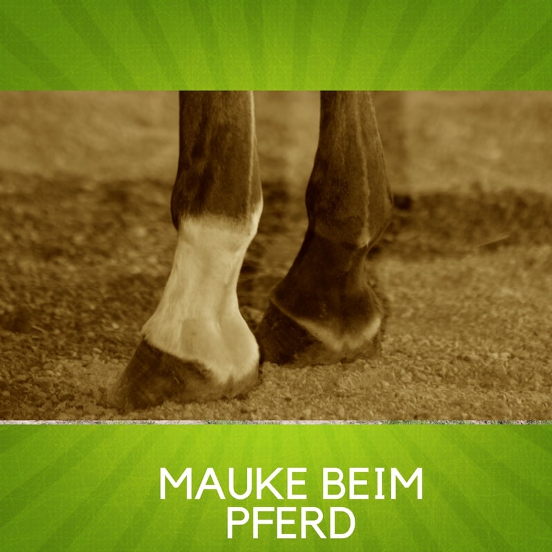 MAUKE BEIM PFERD I WAS IST ZU TUN? Ursachen?
