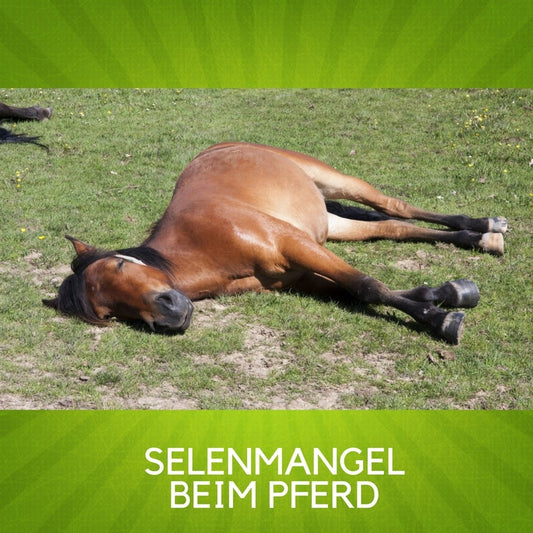 SELENMANGEL BEIM PFERD I WER BENÖTIGT ERGÄNZUNG
