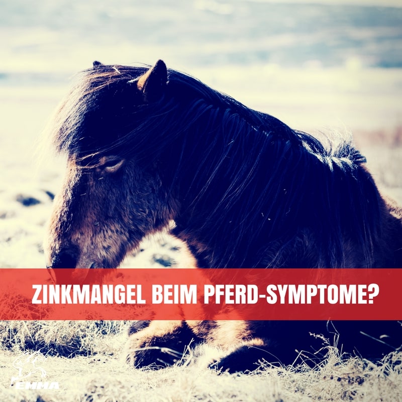 Zinkmangel beim Pferd - Symptome? Was ist zu tun?