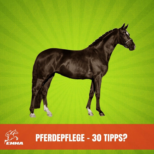 30 Pferdepflege Tipps für den großen Auftritt-Pferdshampo & Co