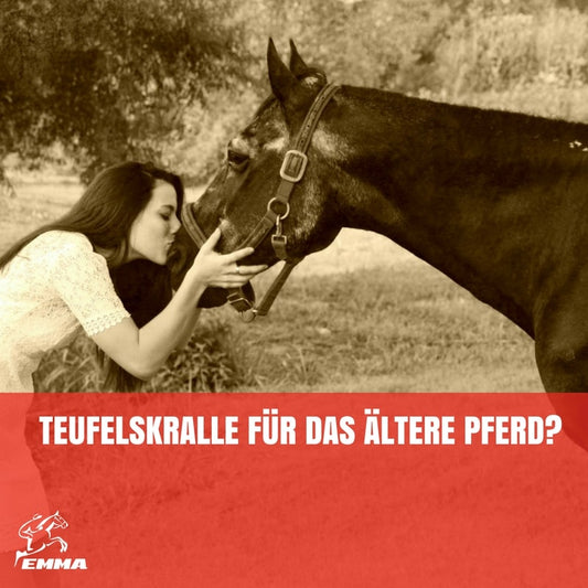 TEUFELSKRALLE PFERD I ALTES PFERD-PROBLEME BEIM LAUFEN UND AUFSTEHEN