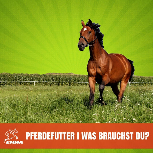PFERDEFUTTER I WAS BRAUCHE ICH FÜR EIN GESUNDES PFERD