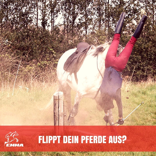 Magnesium fürs Pferd – Ergänzungsfutter für gestresste Pferde