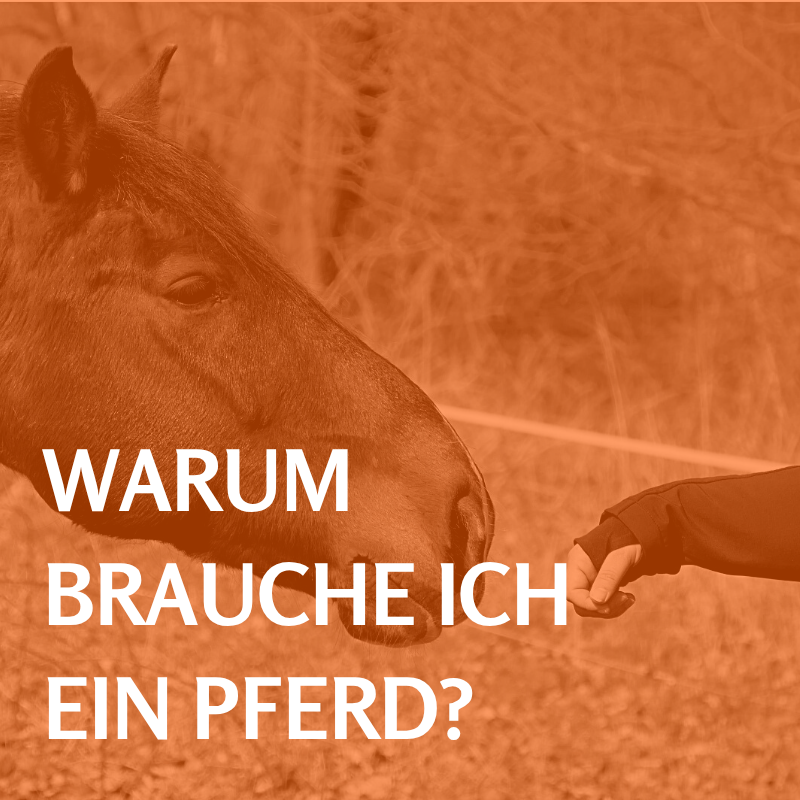 WARUM BRAUCHE ICH EIN PFERD?-Lies unseren Blog