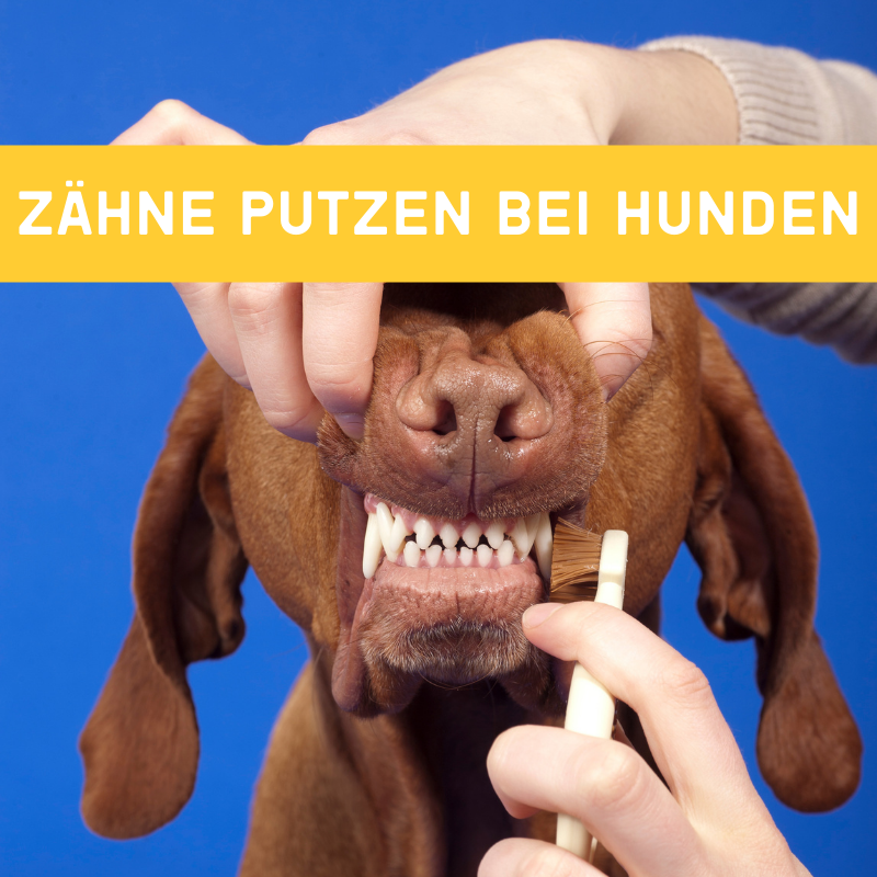 Zähne putzen bei Hunden