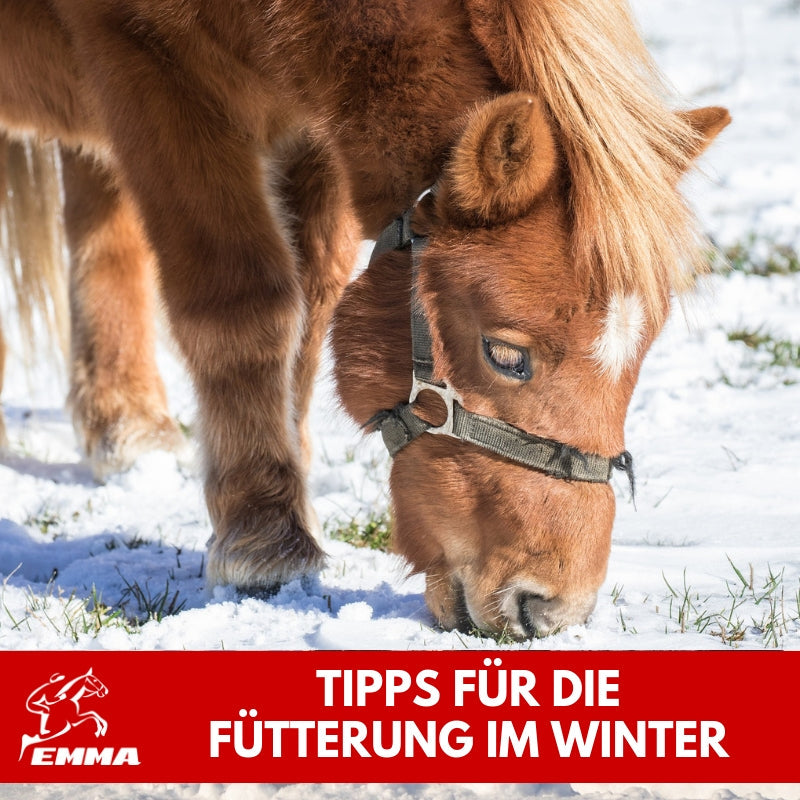 Die Fütterung des Pferdes im Winter - welche Zusatzfutter sind wichtig?