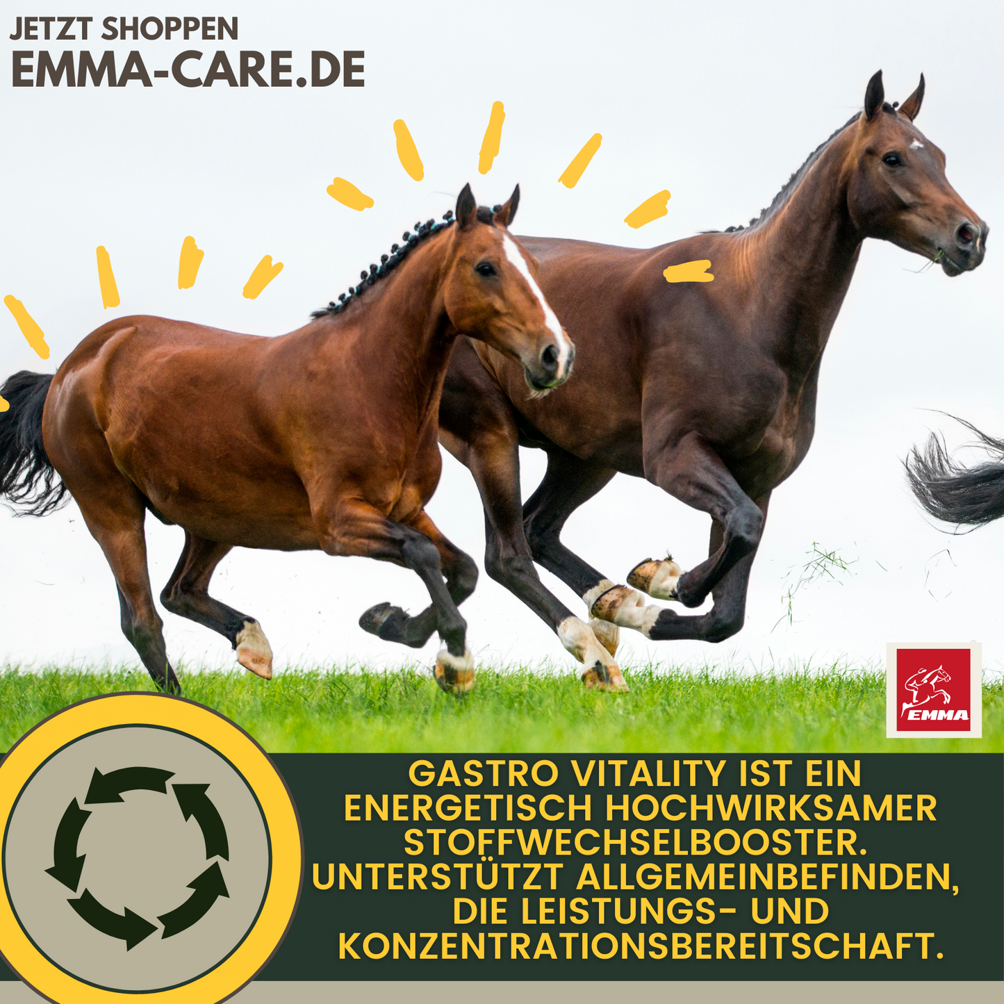 Magen Darm Booster für  Pferde - Probiotika -  Bierhefe - Magen-Darm-Trakt, Paste 3*30ml+