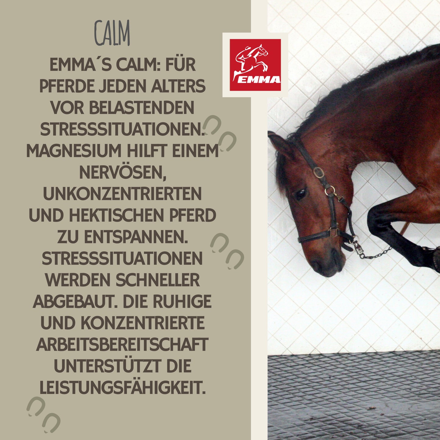 CALM Magnesium Pulver Beruhigung Pferd 1KG