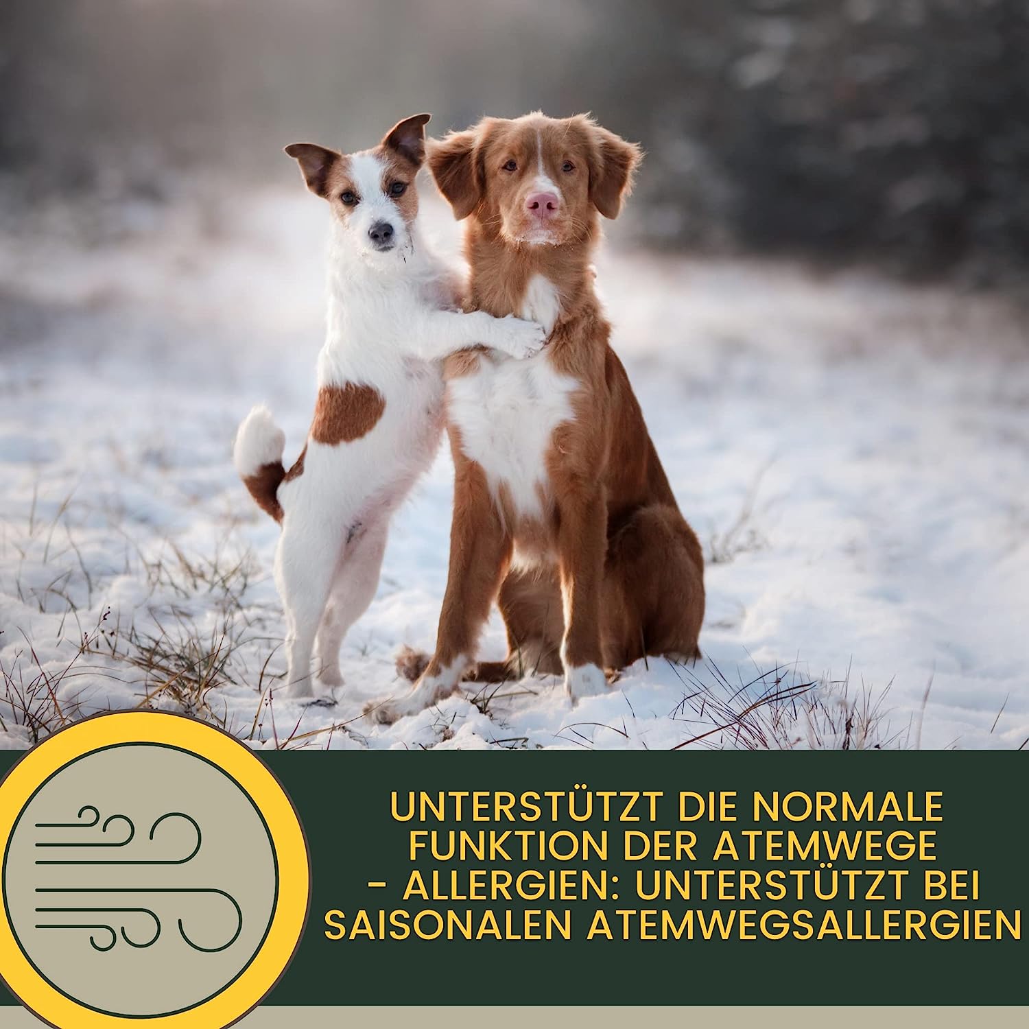 EMMA bronchiobol  Hustensaft für Hunde I Thymian Bronchial Kräuter I Tropfen + Anis Fenchel I Hustenmittel Beruhigung Atemwege bei Husten & Erkältung Hund I Schleimlöser für Bronchien Hund I Kräutermischung Hund 100ml4