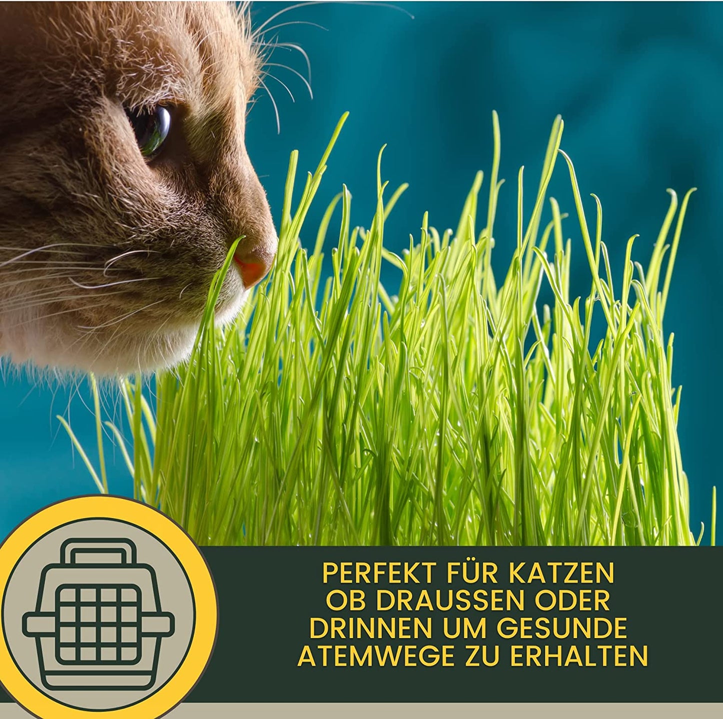 EMMA Bronchiobol  Hustensaft Katze I Thymian Bronchial Kräuter I Tropfen Anis Fenchel I Atemwegskräuter I Mittel Beruhigung Atemwege Husten I Schleimlöser I Hustenkräuter I Kräutermischung Katze 100ml6