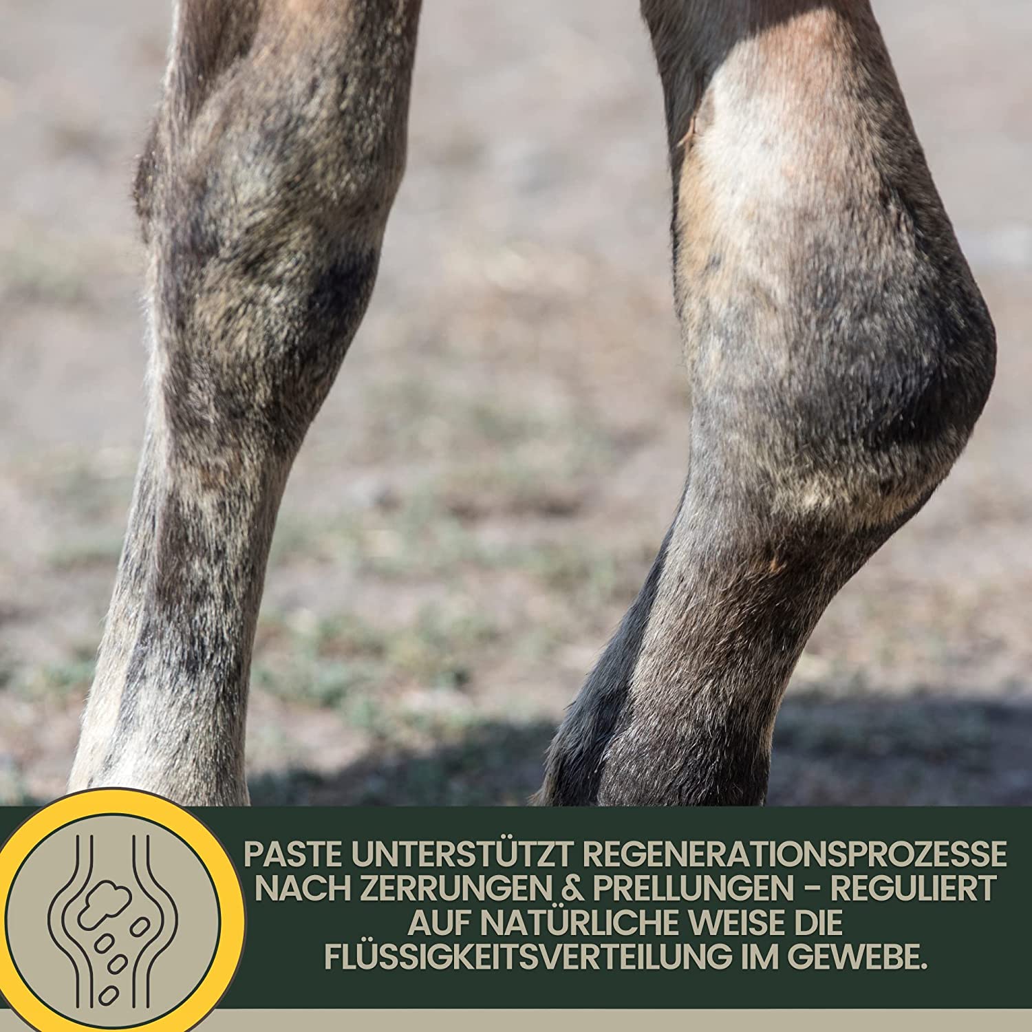 EMMA COOL CLAY 1b essigsaure Tonerde Pferde ⇒ Tonerde Pferd 1,5 Kg I Pferdebalsam kühlend I Tonerde Paste Mineralerde - Arnika Salbe Heilerde Paste kühlend I Kühlgel I Tonerde Gel Sehnen Bänder Gelenke Pferd.