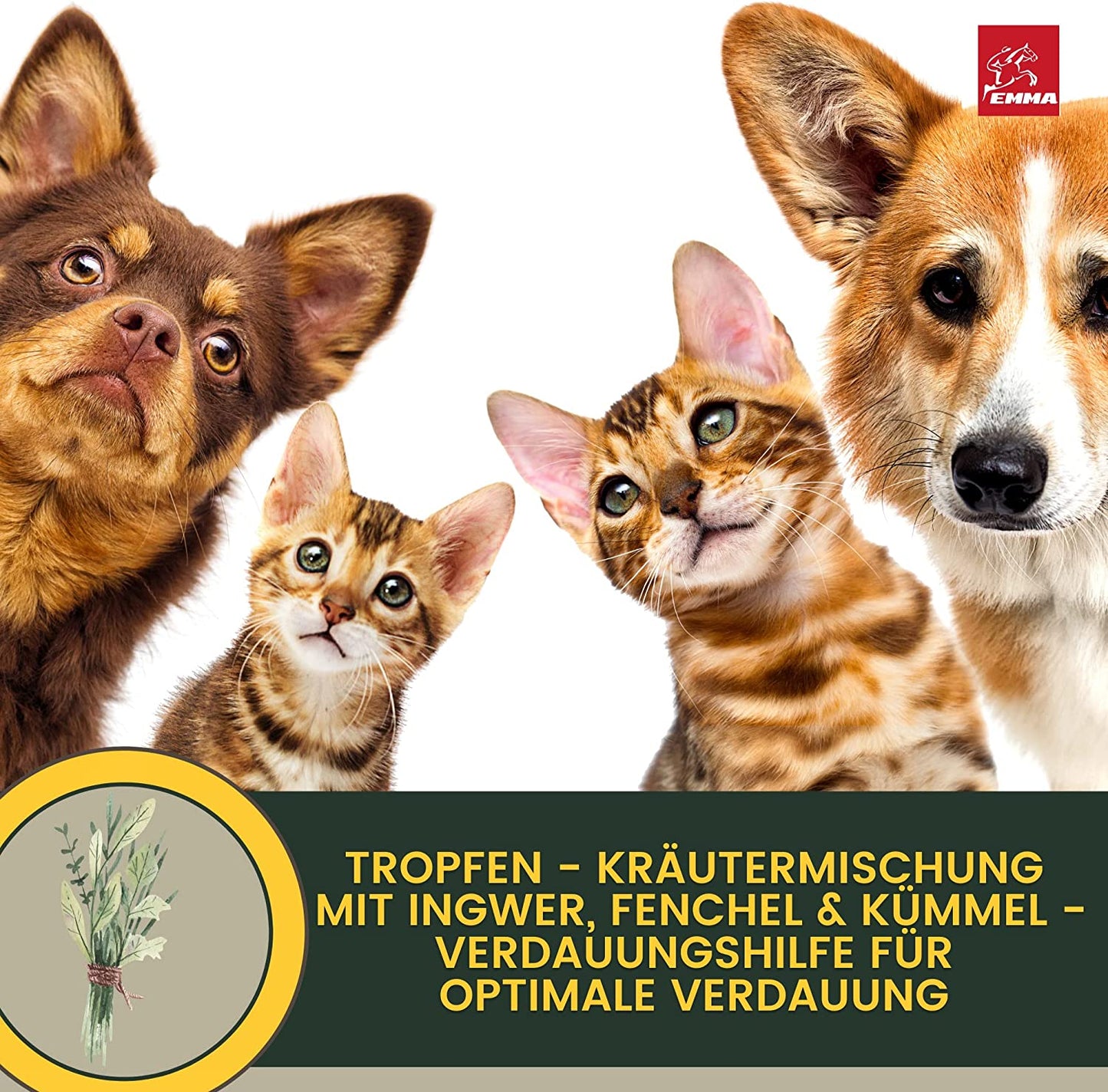 Darmkur Hund Kräuter Aktiv Tropfen + Kümmel I Erste Hilfe Verdauung - Magen-Darm Darmflora Hund I Aufbaufutter Hund - Durchfall Hund Blähungen I Darmsanierung I Appetitanreger für Hunde 30ml3.jpg