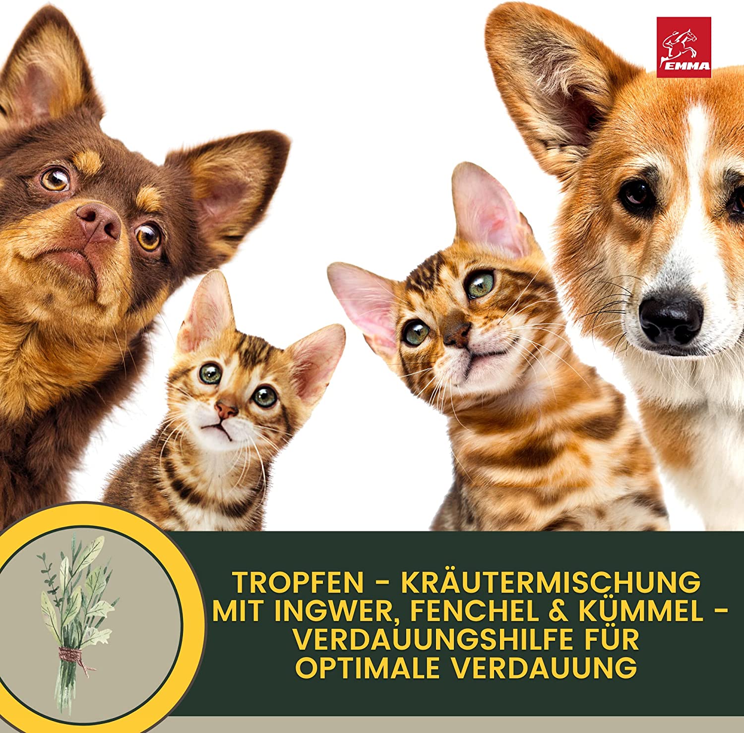 Darmkur Hund Kräuter Aktiv Tropfen + Kümmel I Erste Hilfe Verdauung - Magen-Darm Darmflora Hund I Aufbaufutter Hund - Durchfall Hund Blähungen I Darmsanierung I Appetitanreger für Hunde 30ml3.jpg