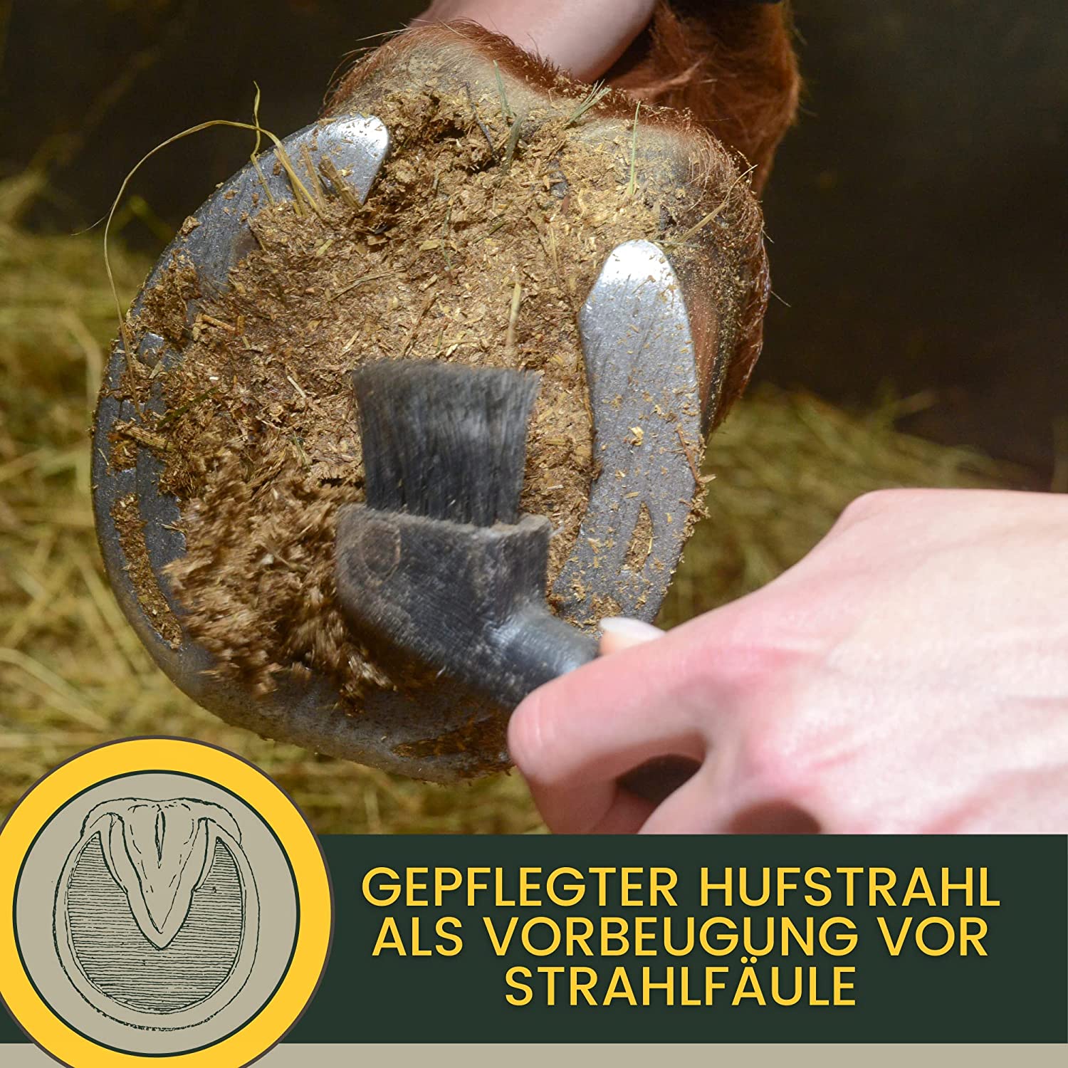 EMMA Strahlpflege für Pferde I Strahlschutz I Hufpflege für Pferde I Strahl Gel I beugt Strahlfäule beim Pferd vor I Mittel zum Schutz Hufe Hufsohle Strahlhorn Hufhorn Hufstrahl I Schutz vor Nässe strahlpflege strahlpflege 567.jpg