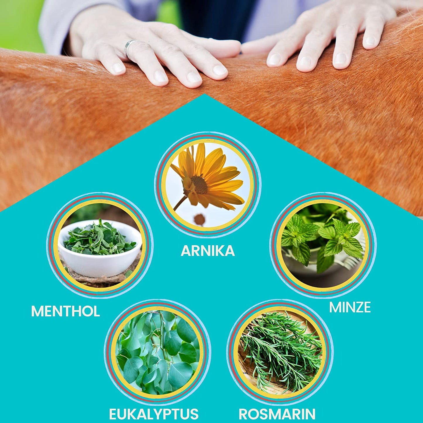 EMMA Kühlgel Pferd I Pferdebalsam kühlend 2*500ml Kühlsalbe Arnika Salbe I Massage Creme für Sehnen Gelenke Muskeln Bänder I Pferdesalbe kühlend extra stark kühlendes Massage Gel  Menthol fürs Pferd .jpg