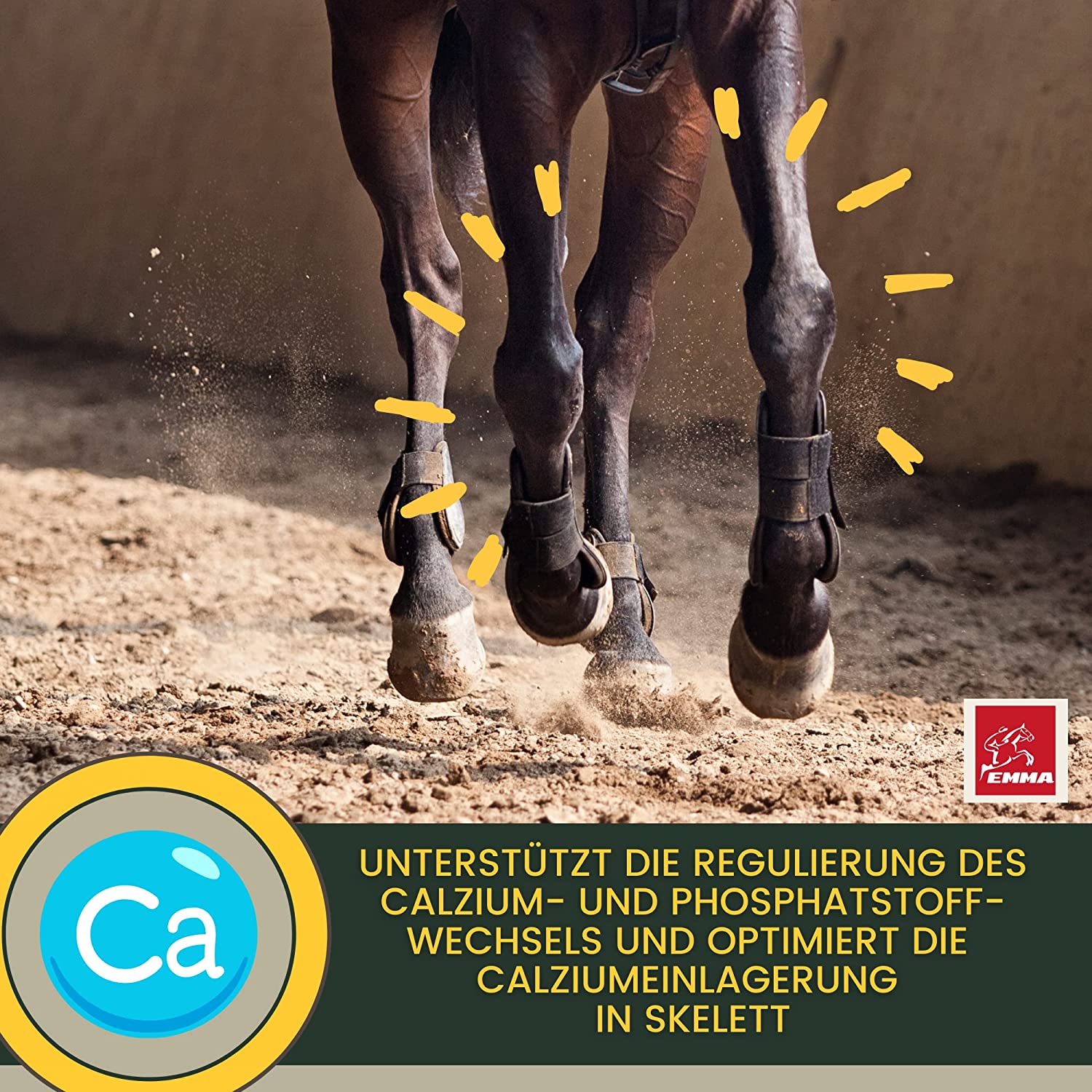 Skelett Care, MSM Pulver + Kalzium hochdosiert für Knochen & Skelett für Pferd