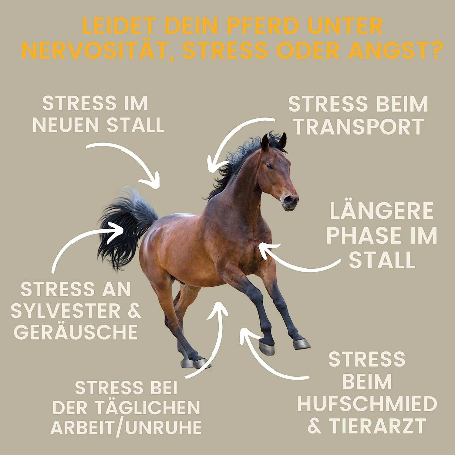 EMMA Magnesium Pferd h Vitamin B12 I CALM I Anti-Stress zur Beruhigung Nerven I L Tryptophan flüssig I Vit B 12 bei Angst Relax I für Transport I unterstützt Gelassenheit nervöse Pferd Pony hochdosiert 1L8.jpg