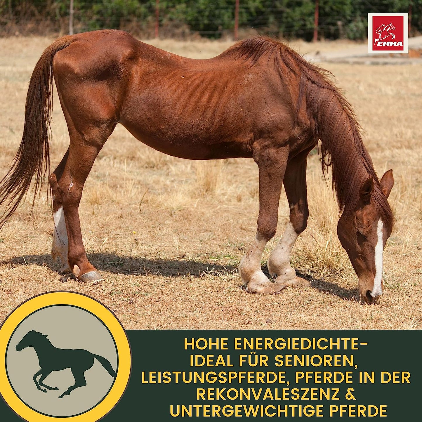 EMMA Muscosanol 10 E VITAL Reiskeimöl Leinöl 1L 30ml für Pferde Plus Vitamin E  Aminosäuren Pferd  Vitamin E komplex  Muskelaufbau Pferd Muskel Plus Öl Pferd  VIT E Pferd ohne Selen Lysin Aufbaufutter Zusatz Pferdefutter.jpg