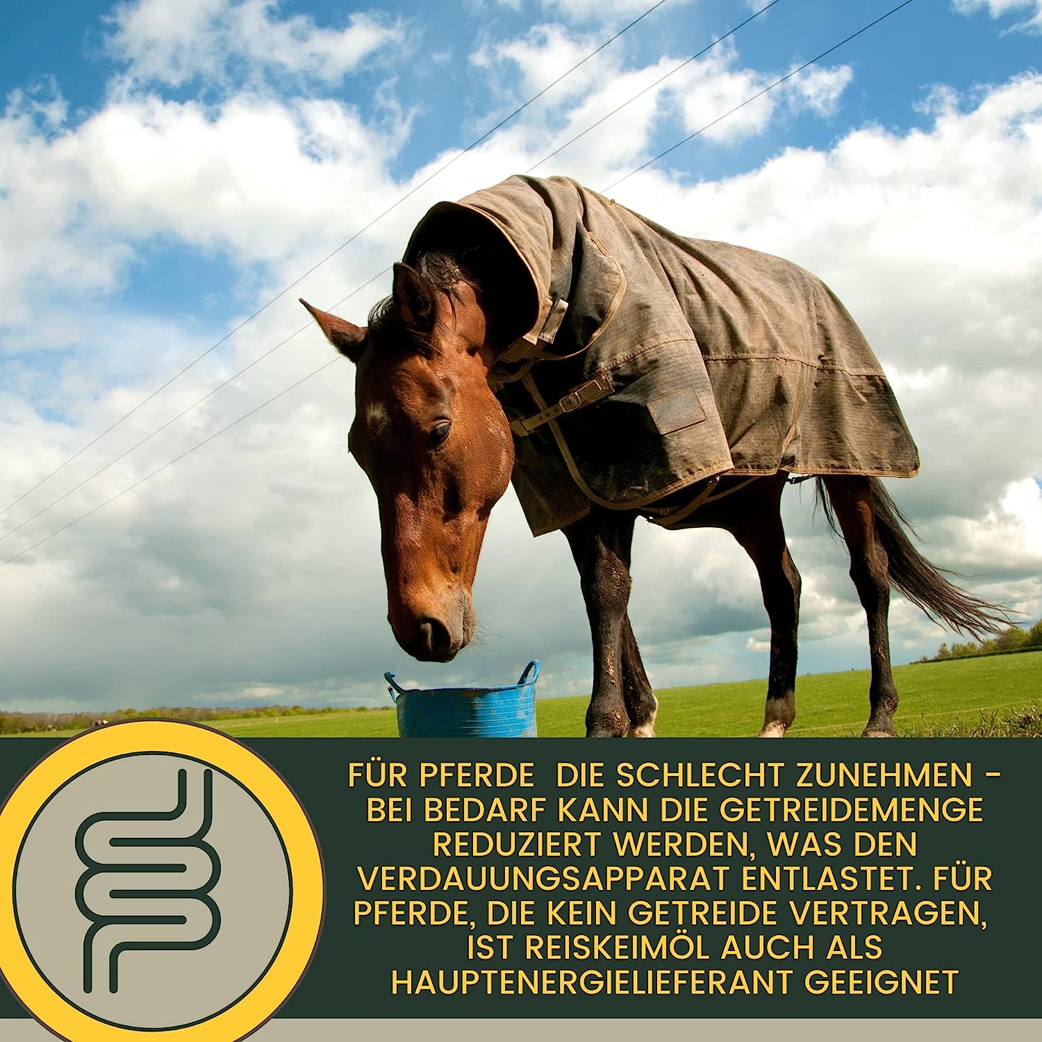 EMMA Muscosanol 10 E VITAL Reiskeimöl Leinöl 1L 30ml für Pferde Plus Vitamin E  Aminosäuren Pferd  Vitamin E komplex  Muskelaufbau Pferd Muskel Plus Öl Pferd  VIT E Pferd ohne Selen Lysin Aufbaufutter Zusatz Pferdefutter.jpg