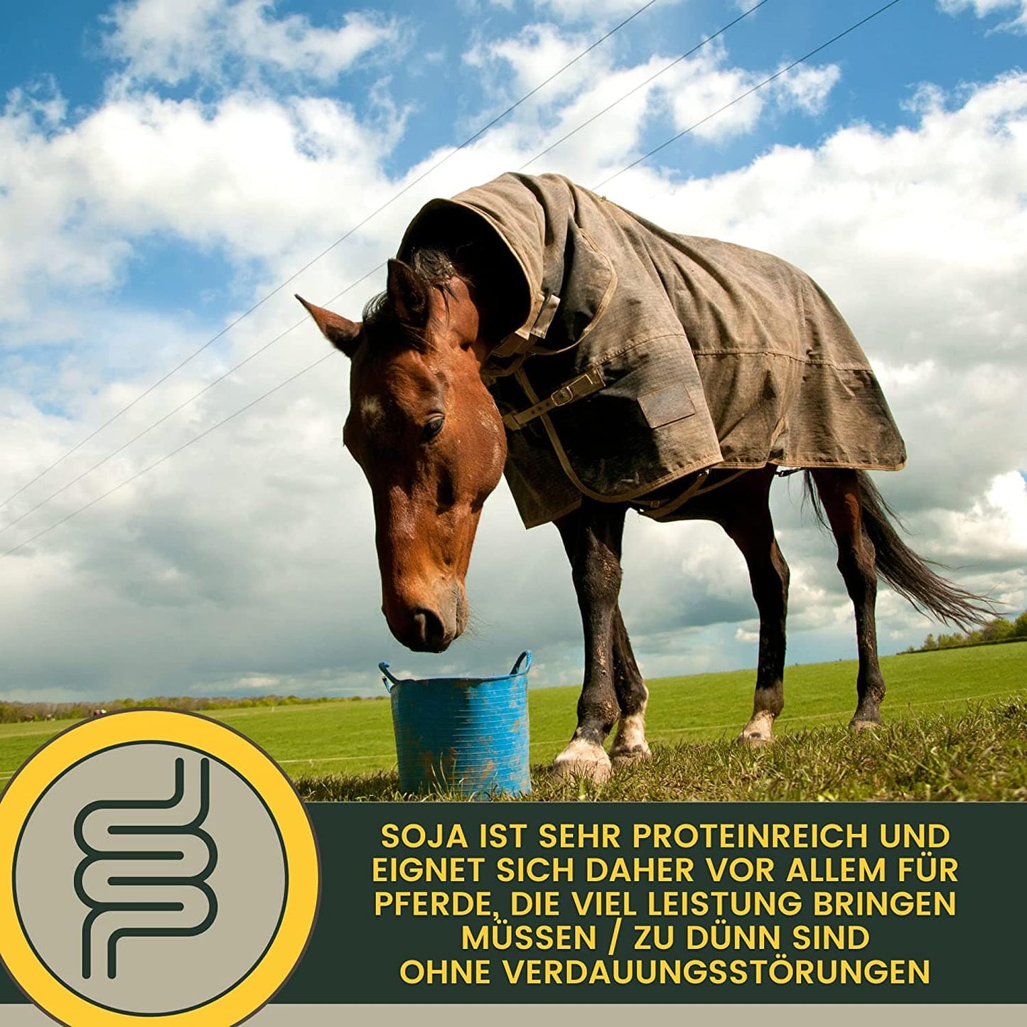 Performance Aufbaufutter mit Soja für Pferde B-Vitamine + Zink + Sojaprotein – EMMA 6Kg – für Haut & Fell – EMMA Care