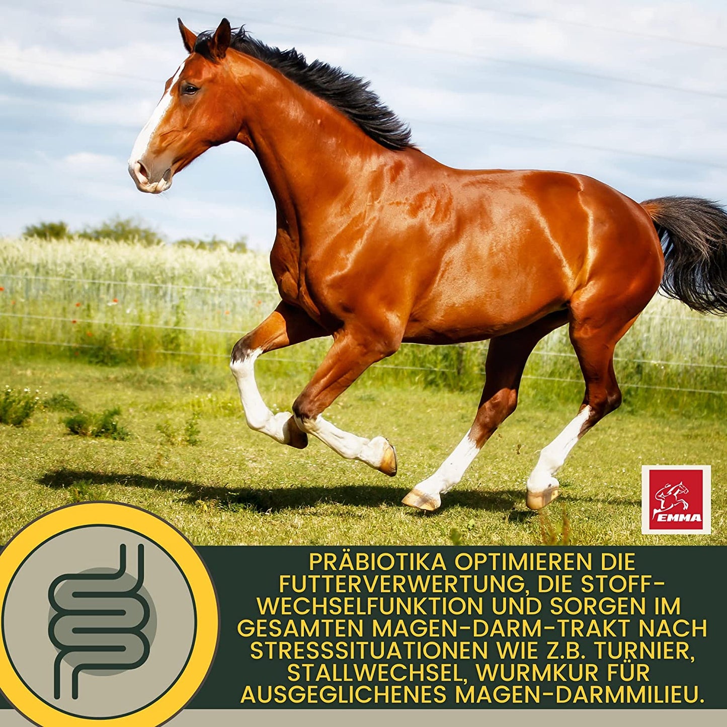 Gastro Booster fürs Pferd I Bierhefe + Vitamine prebiotisch 2 St.