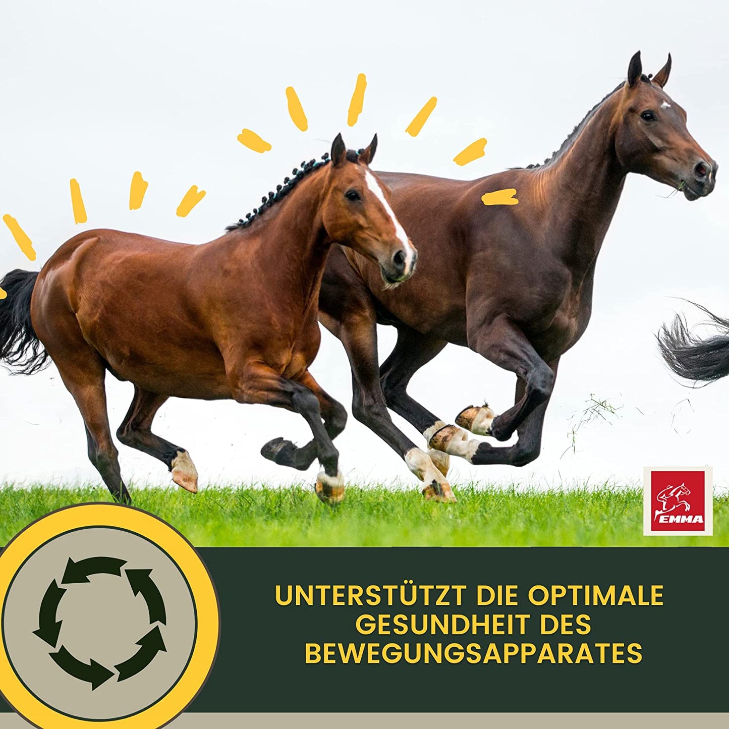 Erste Hilfe Gelenke - MSM, Teufelskralle & Weidenrinde für Pferde