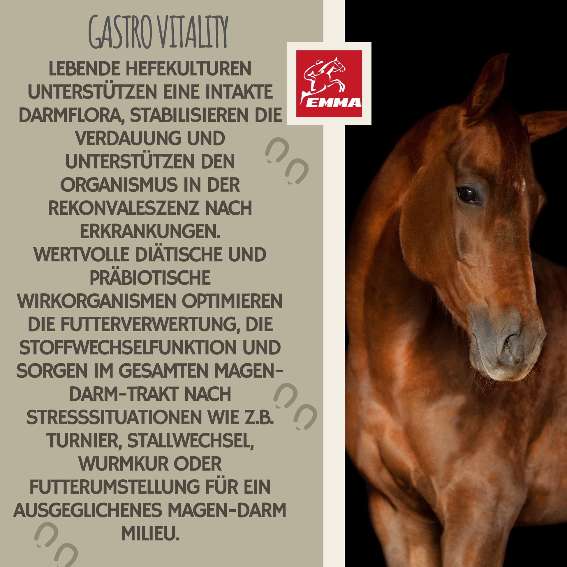 Gastro-Magen-darm-durchfall-pferd-1St