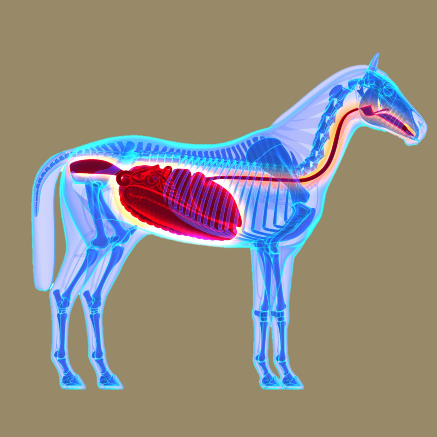 Magen Darm Booster für  Pferde - Probiotika -  Bierhefe - Magen-Darm-Trakt, Paste 3*30ml+