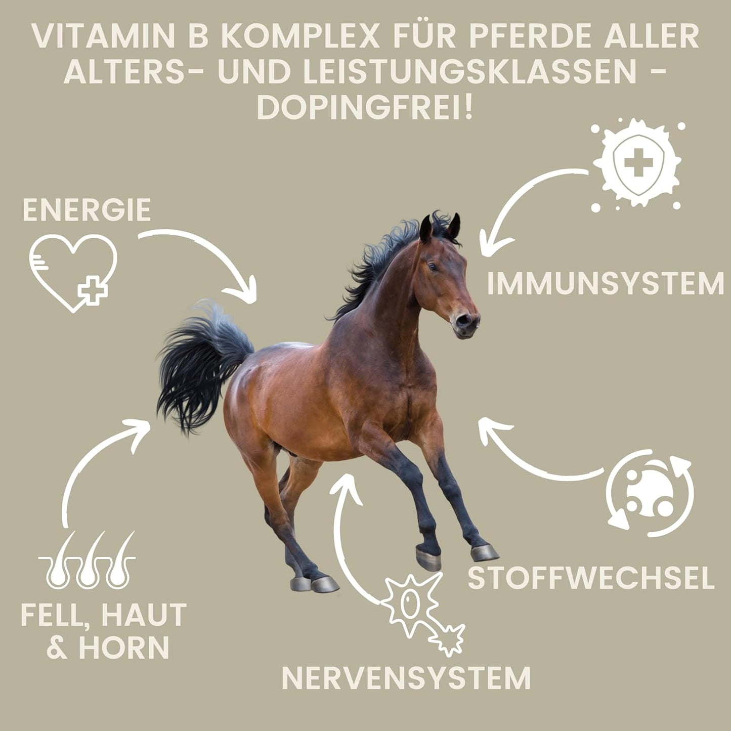 vitamin-b-komplex mineralfutter pferde
