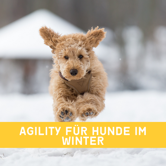 Agility für Ihren Hund im Winter - was kann ich tun