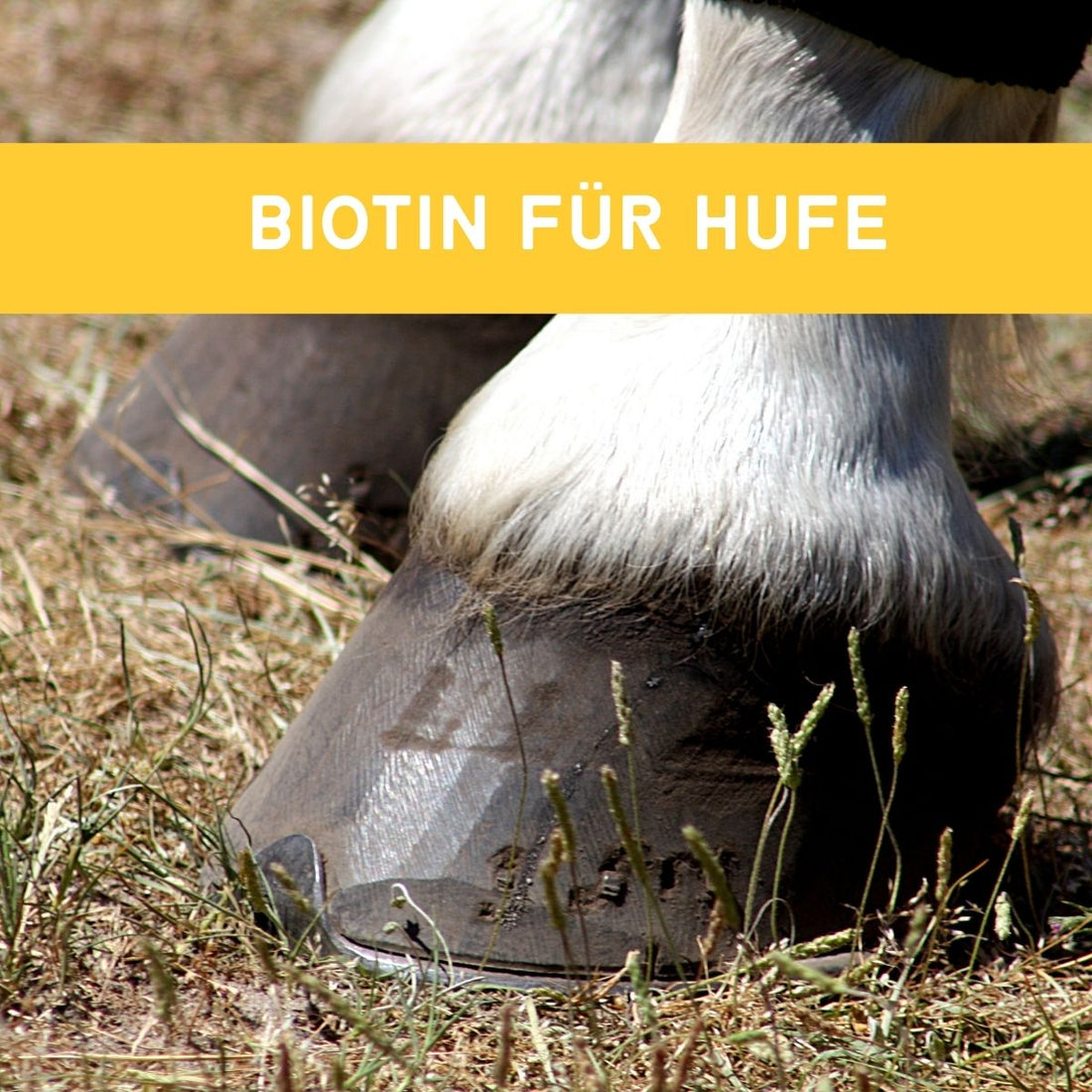 Biotin für Pferde