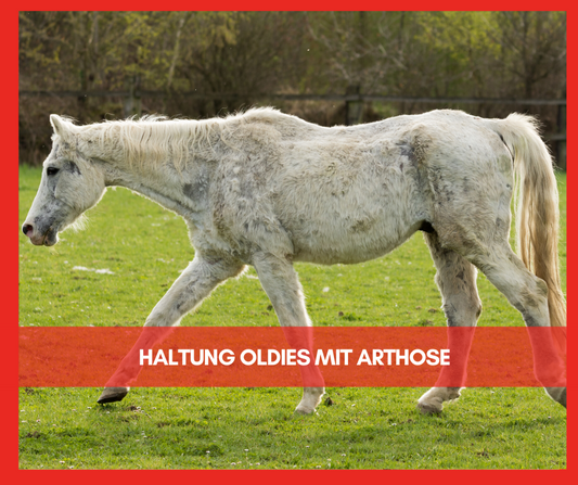 Haltung und Fütterung von älteren Pferden mit Arthrose (Oldies)