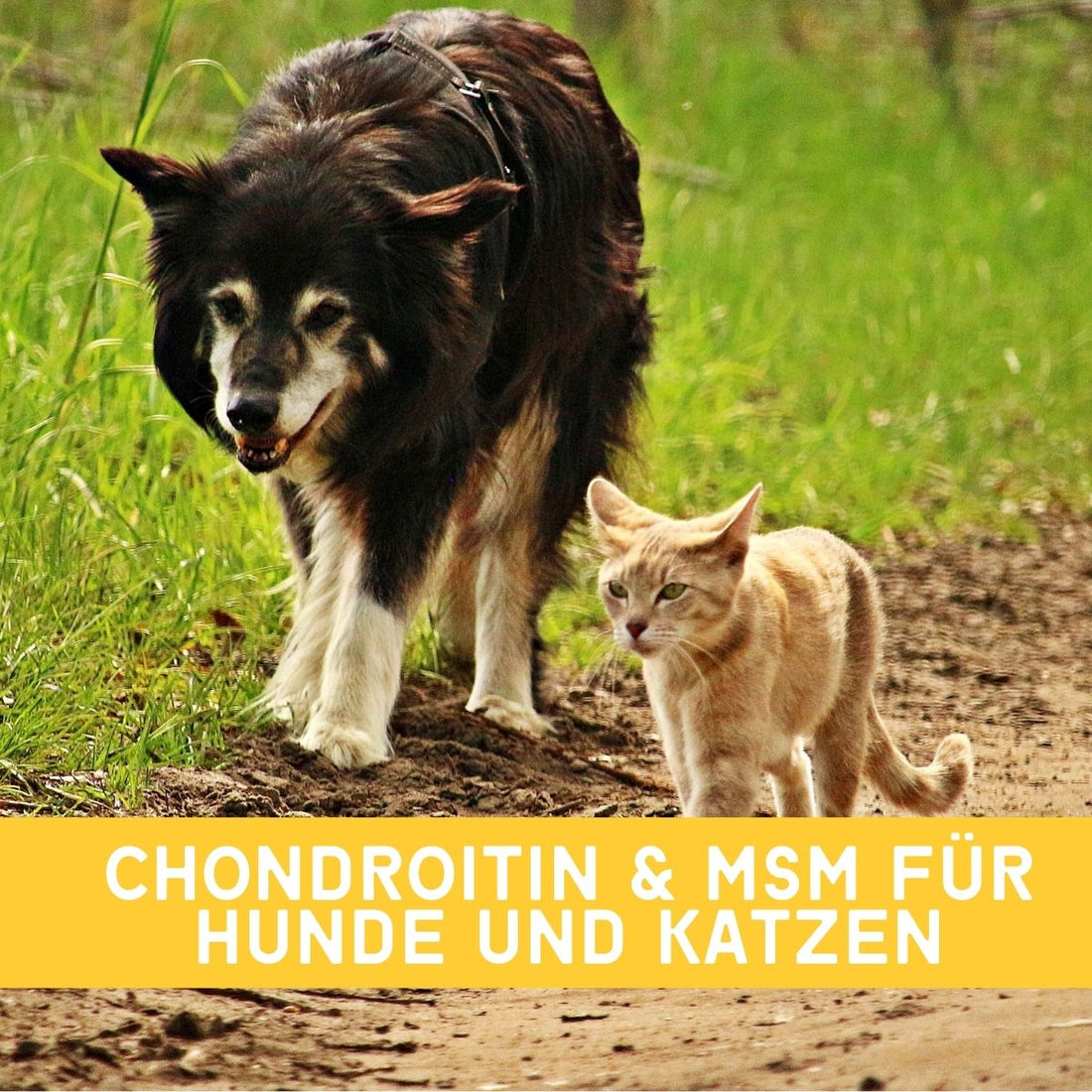 Chondroitin & MSM für Hunde und Katzen – Gelenke natürlich unterstützen | EMMA CARE