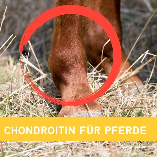 Chondroitin für Pferde