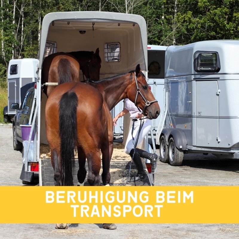 Top-Tipps um Pferde während des Transports zu beruhigen